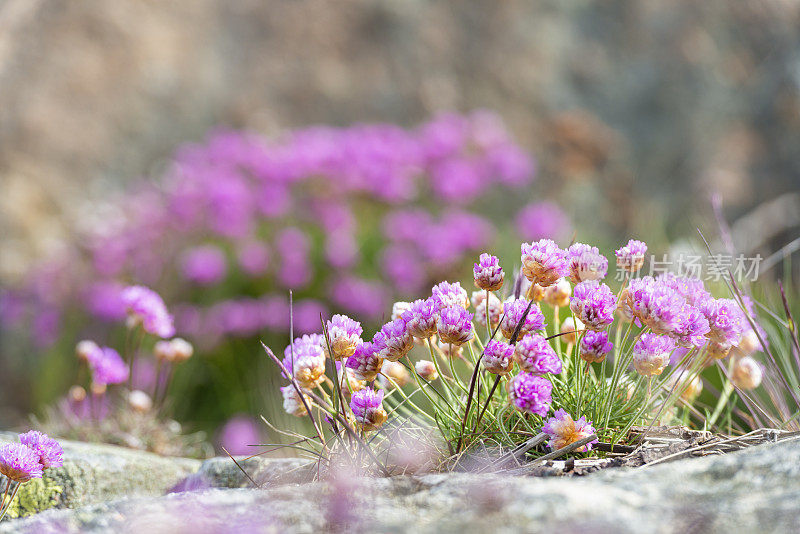 瑞典海岸的Armeria Maritima